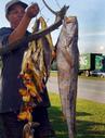 GOOD CATCH: A fishmonger hanging up his merchandise comprising the ibu gelama or jewfish (right) and ikan buntal pisang (yellow puffers) in Kampung Muhibah. NST pix by Ghazali Bujang.